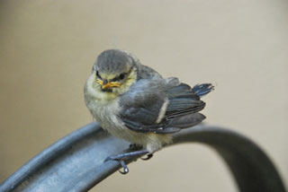 web/bilder/fotografie/p-fotografie-tiere-spatz.jpg